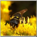 Ectemnius continuus - Grabwespe 10 10mm.jpg